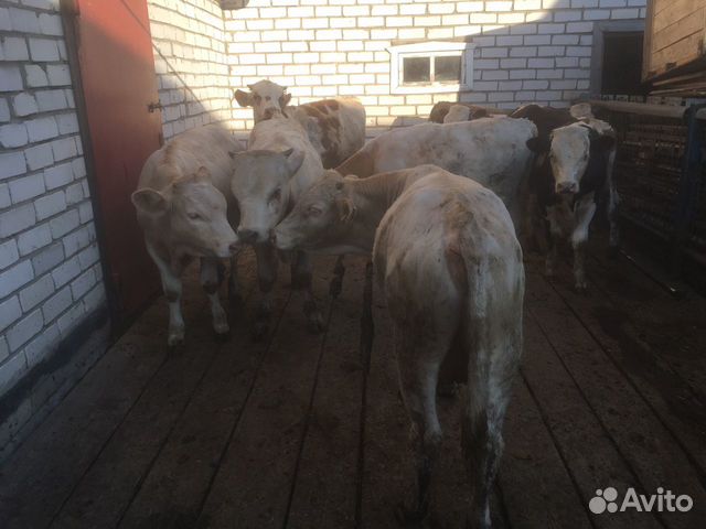 Продажа Коров В Чувашии