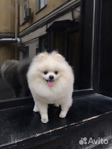 Шпиц померанский Вязка Медвежонок