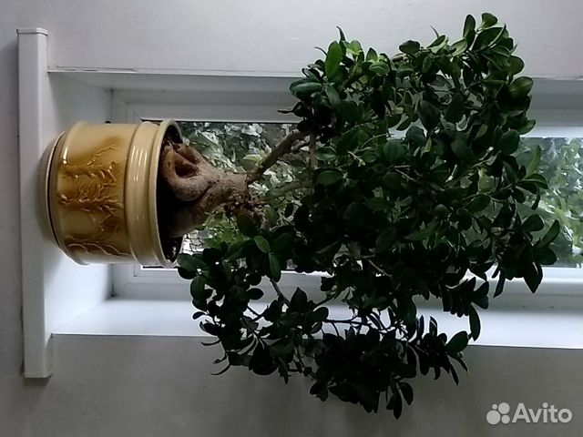 Фикус Бонсай, возраст 15 лет