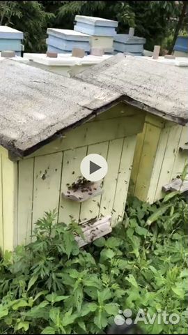 Пчелы