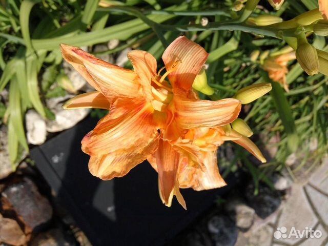 Лилейники, куст целиком