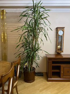 Драцена растение