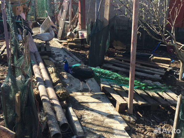 Перо павлина