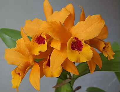 Каттлея Орхидея