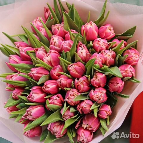 Цветы тюльпаны