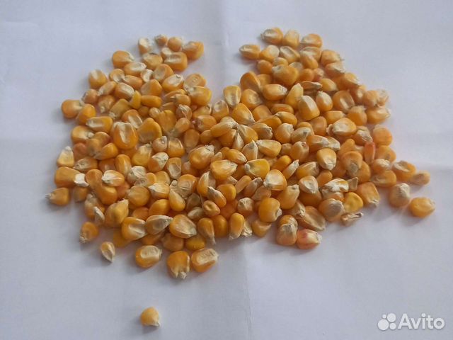 Кукуруза, пшеница, овёс ячмень