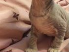 Котёнок Донского Сфинкса объявление продам