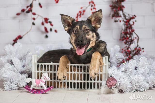 Хельга небольшая собачка в дар, из приюта