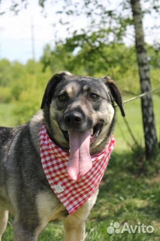 Собака в добрые руки, Ярик