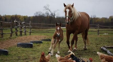 Конский навоз