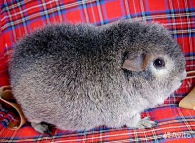 Морская свинка