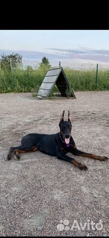 Купирование ушей,хвостов,прибылых пальцев собакам