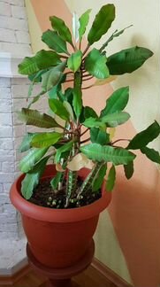 Молочай беложильчатый (Euphorbia leuconeura)