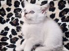 Шотландские серебристые котята объявление продам