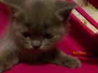 Шотландский котенок вислоухий и страйт от 8 до 12т объявление продам