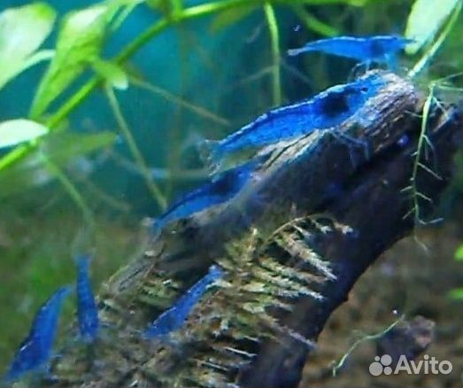 Аквариумные креветки синие, жёлтые, красные