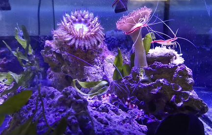 Морские беспозвоночные животные