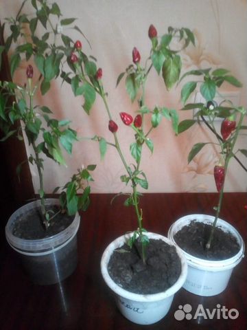 Перчик горкий огонёк