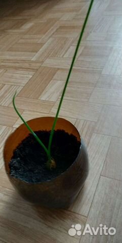 Индийский лук,птицемлечник хвостатый,орнитогалум