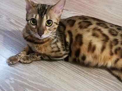 бенгальская кошка сколько стоит в омске