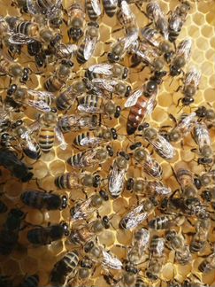 Пчелы пчелопакеты карпатка