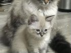 Ласковые котята Невские Маскарадные объявление продам
