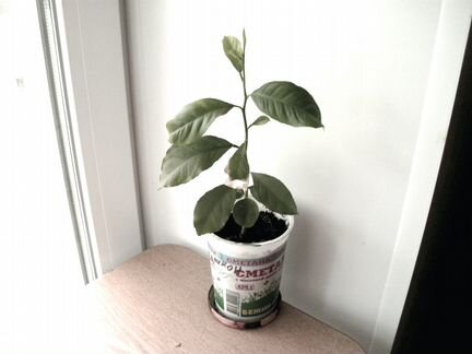 Лимон (лимонное дерево) растение в горшке