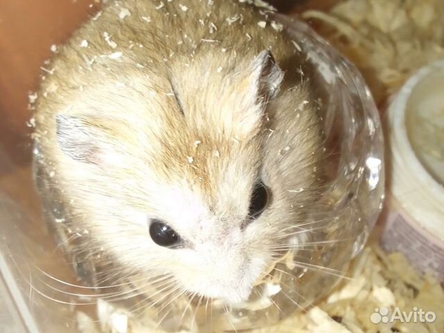 Джунгарский хомяк купить в Нижнем Новгороде | Животные и зоотовары | Авито