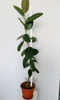 Фикусы два. Крупнолистовые