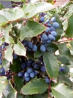 Отводки магонии.вечнозелёныйягодный