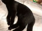 Бомбейский кот на вязку
