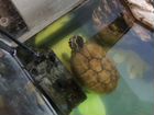 Полосатая илистая черепаха объявление продам