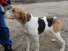 Потерялась собака русская пегая гончая объявление продам