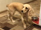 Собака Английский спаниель 11 месяцев объявление продам