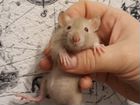 Крысятки ушастой породы Дамбо. 1месяц