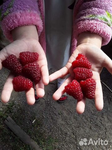 Саженцы Малины.Ежевики.Клубники