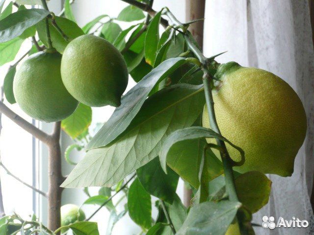 Комнатные плодоносящие лимоны