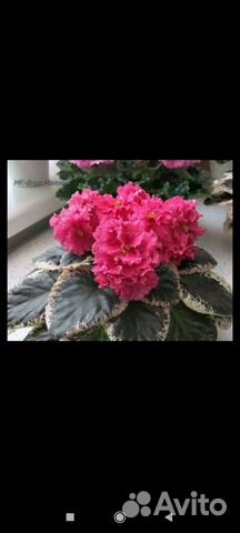 Детки сортовых фиалок