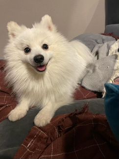 Японский шпиц. Вязка