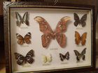 Бабочки коллекция объявление продам