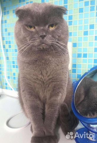 Передержка кошек на время отпуска