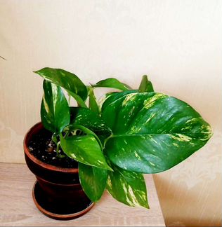 Сциндапсус Марбл Квин крупнолистовой