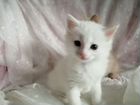 Ангора турецкая котята