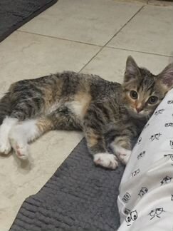 Ласковая трёхцветная девочка 3 мес