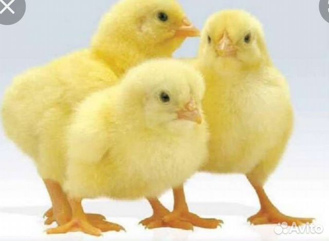 Цыплята бройлеры суточные. Цыплята вакцинированы
