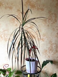 Драцена Маргината