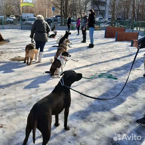 Дрессировка собак в Москве
