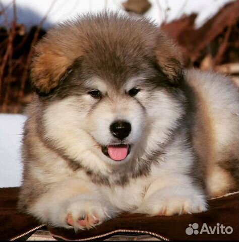 Мохнатые плюшки маламута