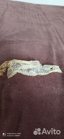 Змеиный выползок