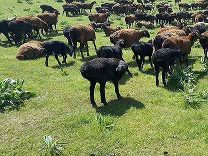 Овцы бараны на Курбан Байрам 1350 голов